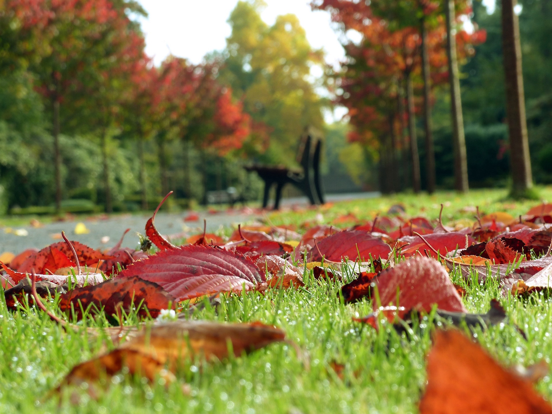 Der Herbst ist da. Bildquelle: Pixabay.